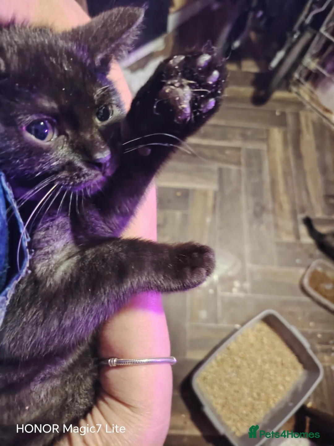 British Shorthair cats for sale: Short haired black male kitten 2 back white feet - Advert 4