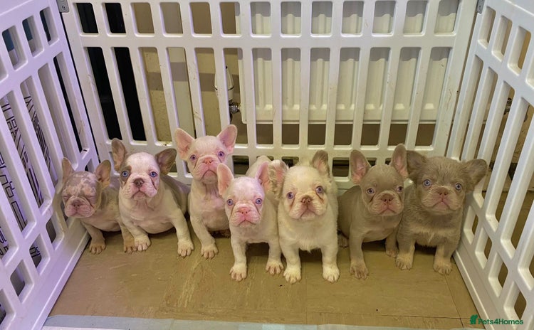 French Bulldog dogs - Advert 2