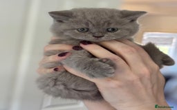 British Shorthair cats for sale: LAST 2 FEMALE kittens British shorthair kittens  in Maidstone - Image 11