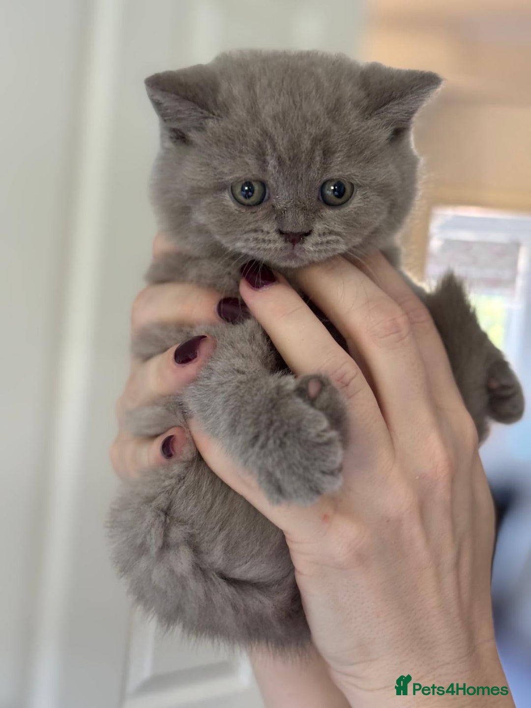 British Shorthair cats for sale: LAST 2 FEMALE kittens British shorthair kittens  in Maidstone - Image 11