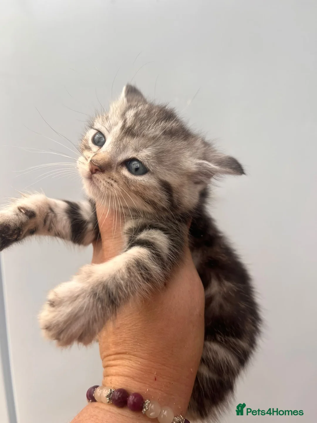 Maine Coon cats for sale: Silver Maine coon cross kittens  - Advert 2