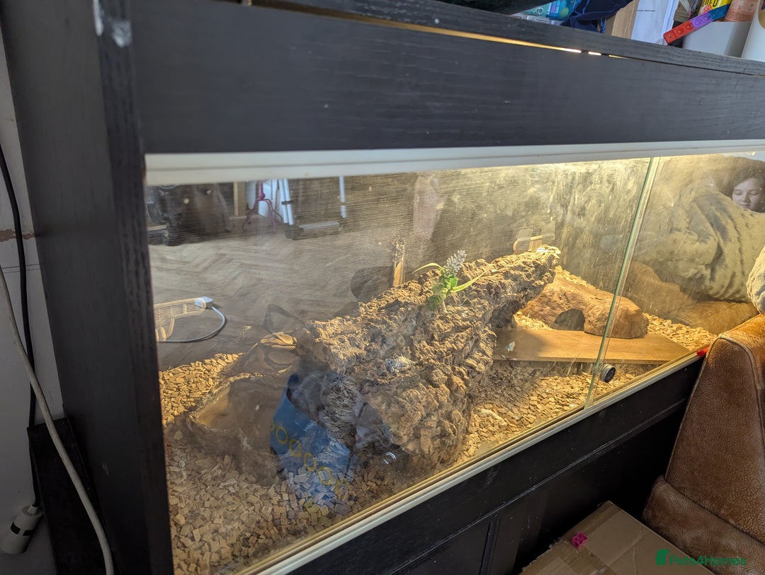 Python Snake reptiles for sale: Pastel ball python  - Image 4