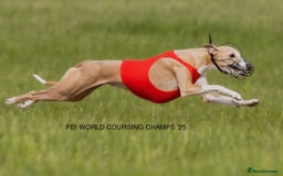 Whippet dogs for sale: Top quality pups due October - Image 12
