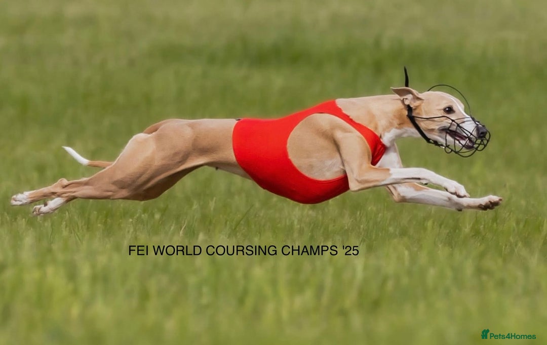 Whippet dogs for sale: Top quality pups due October - Image 12