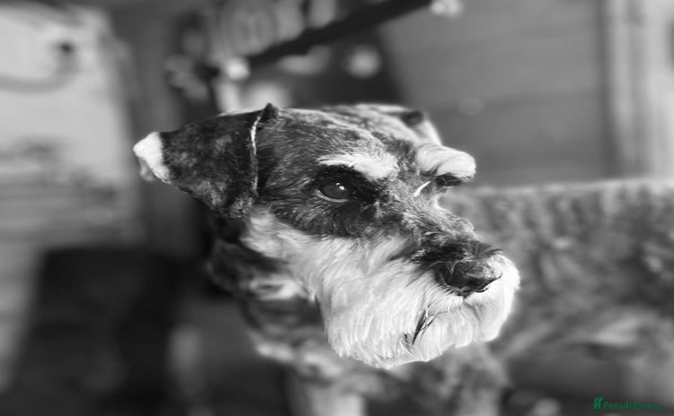Miniature Schnauzer dogs - Advert 1