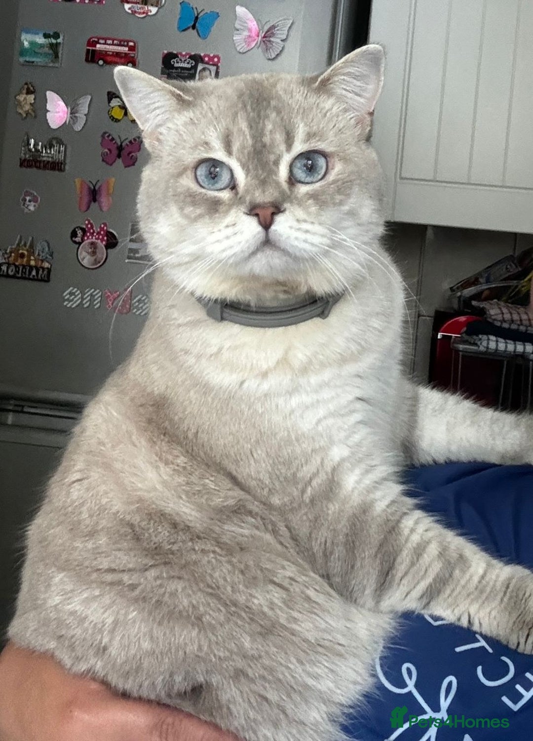 Scottish Fold cats for sale: Scottish Fold Kittens. Vaccinated, Last one left! - Image 20