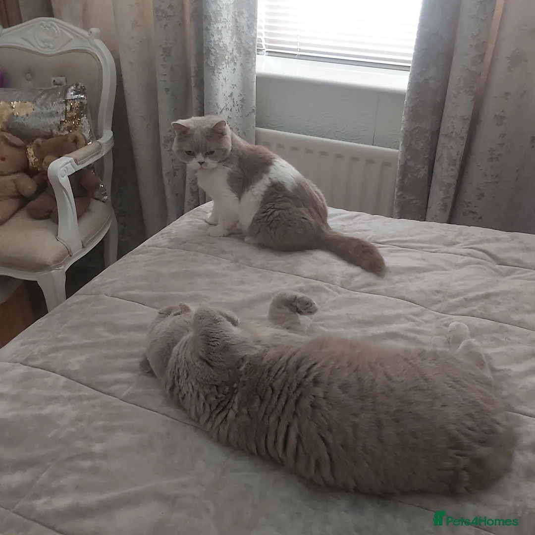 British Shorthair cats for sale: Loving, Peaceful Home Needed for Holly & Honey - Advert 11