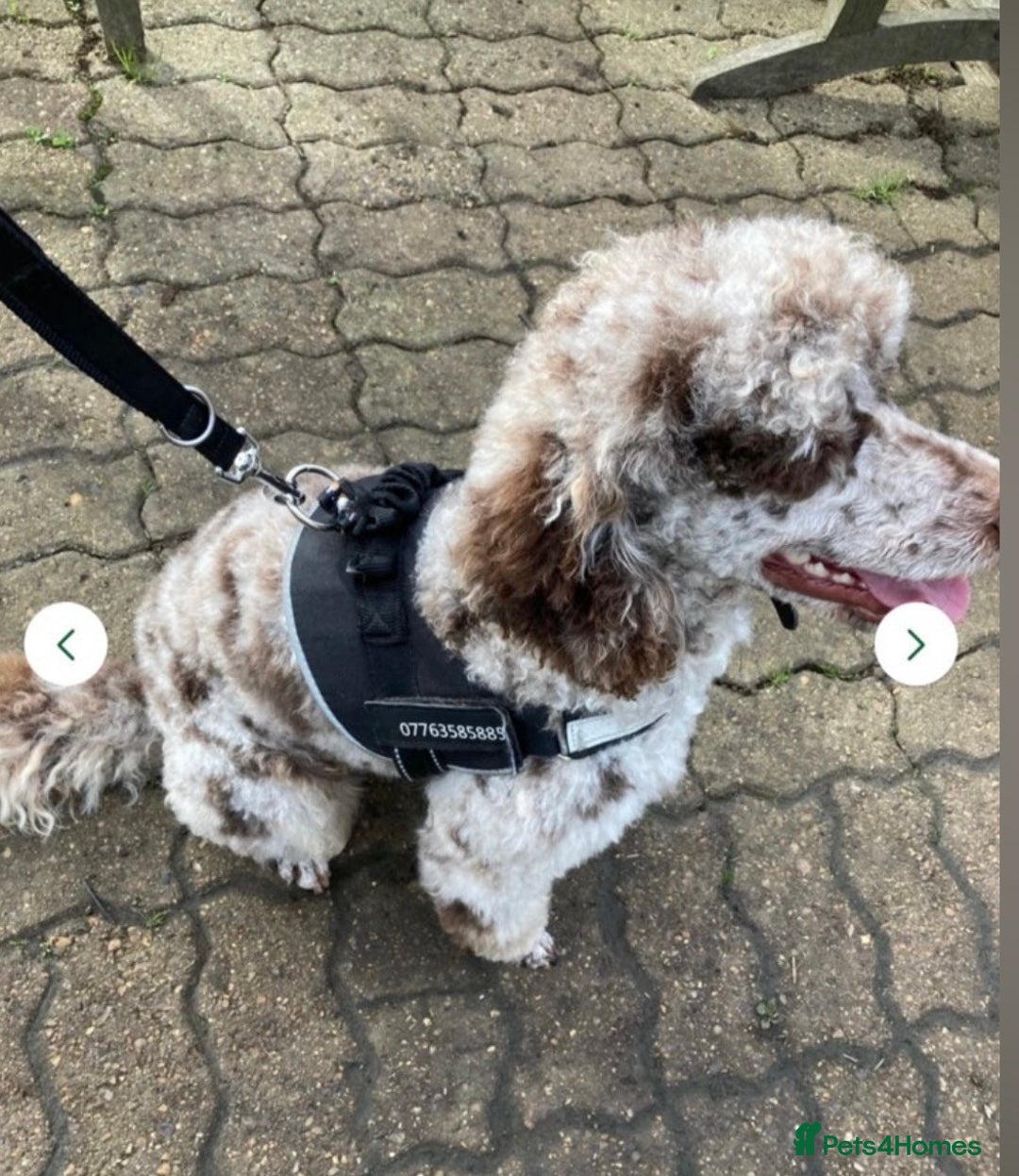 Mini Goldendoodle dogs for sale: Miniature Goldendoodle Puppies - Merle available  - Advert 10