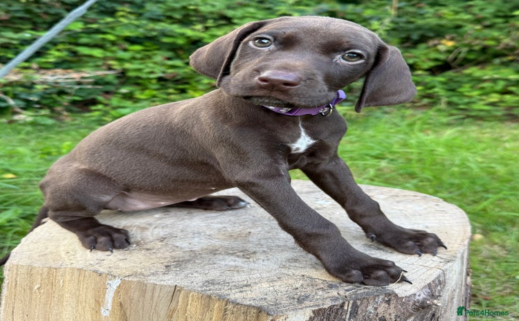 German Shorthaired Pointer dogs - Advert 1