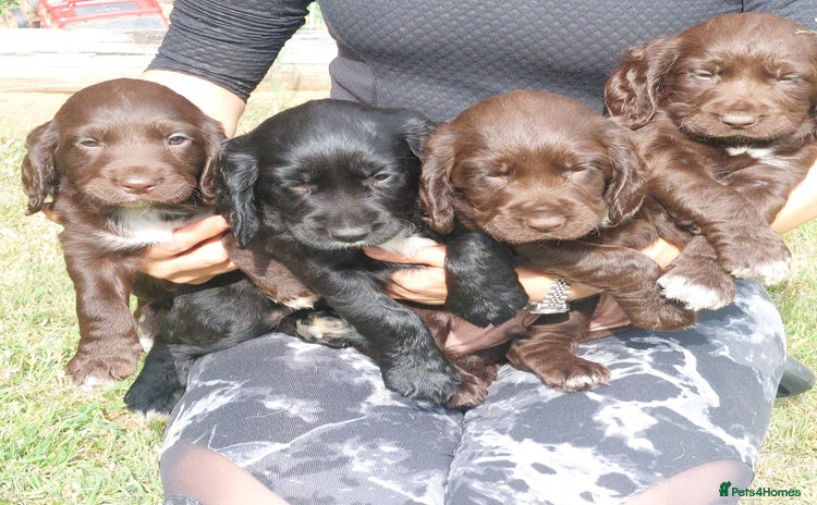 Sprocker dogs - Advert 5