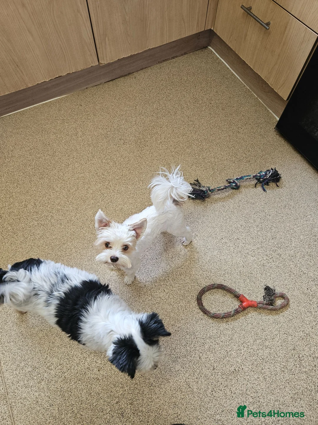 Yorkshire Terrier dogs for sale: 🤍🧡 DNA tested White Gold Sable male available  - Advert 18
