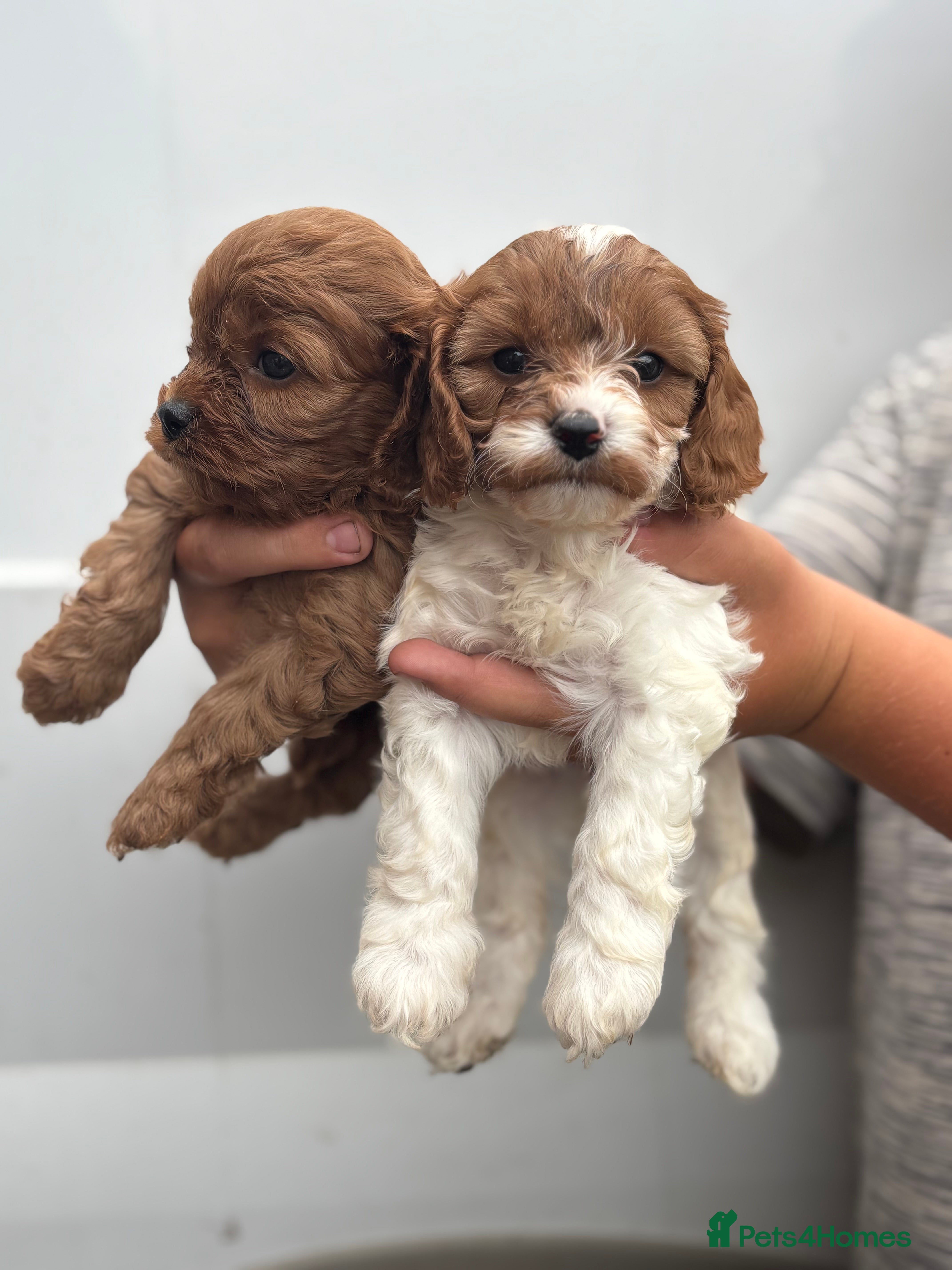 Cavapoo dogs ONE GIRL NOW AVAILABLE  - Advert 10