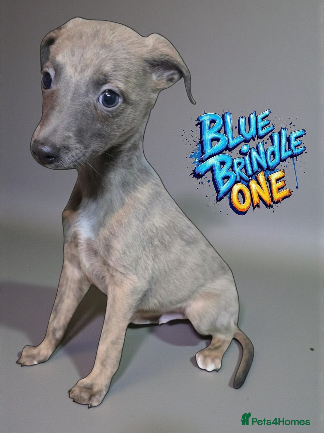 Whippet dogs for sale: 5 beautiful male whippet puppies  - Advert 2