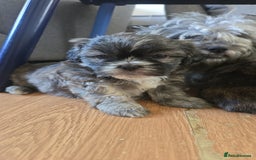 Zuchon dogs for sale: Bichon/Shih tzu puppies  - Image 2