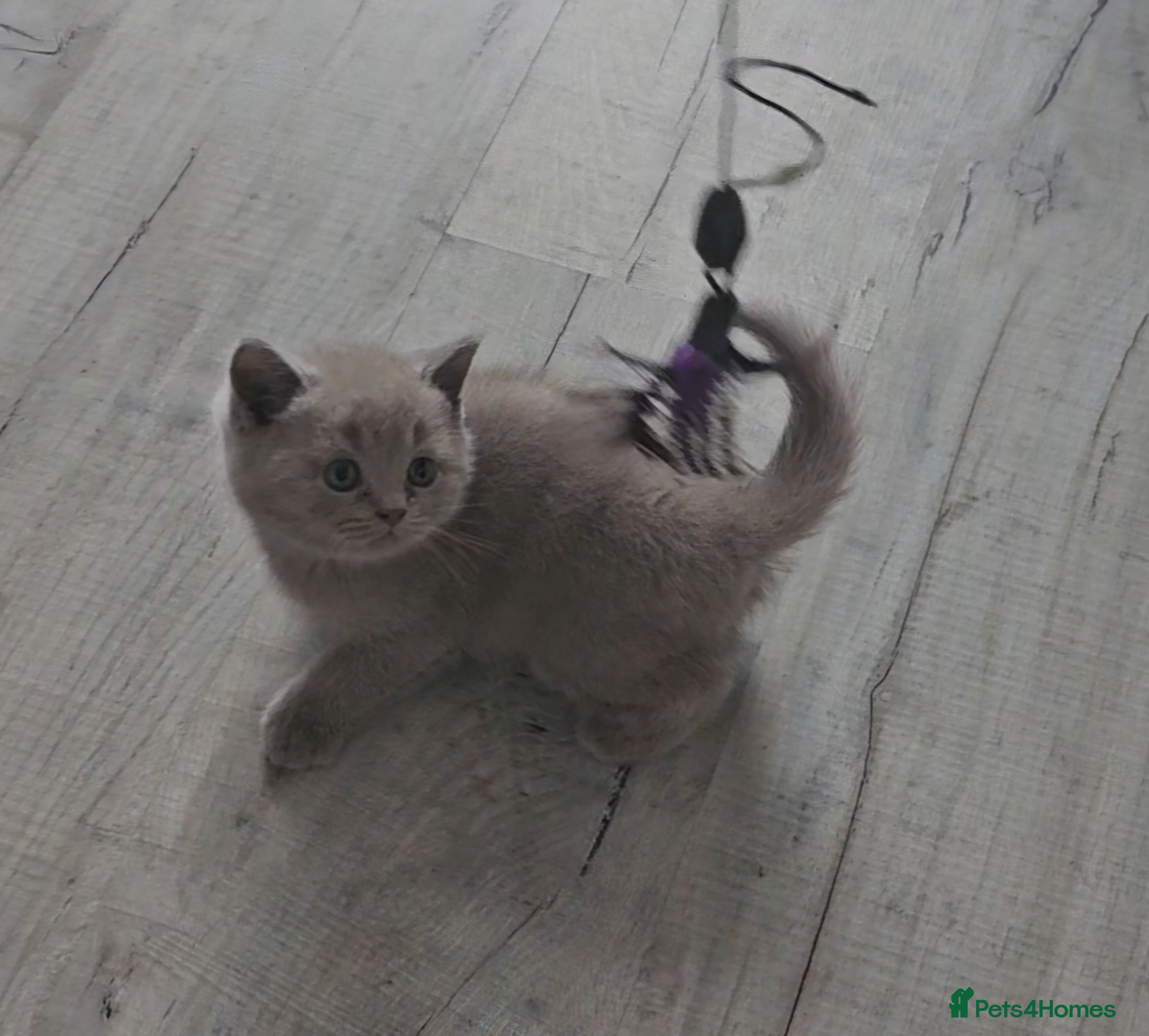 British Shorthair cats Purebred  British Shorthair Kittens - Advert 14