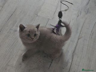 British Shorthair cats Purebred British Shorthair Kittens - Advert 6