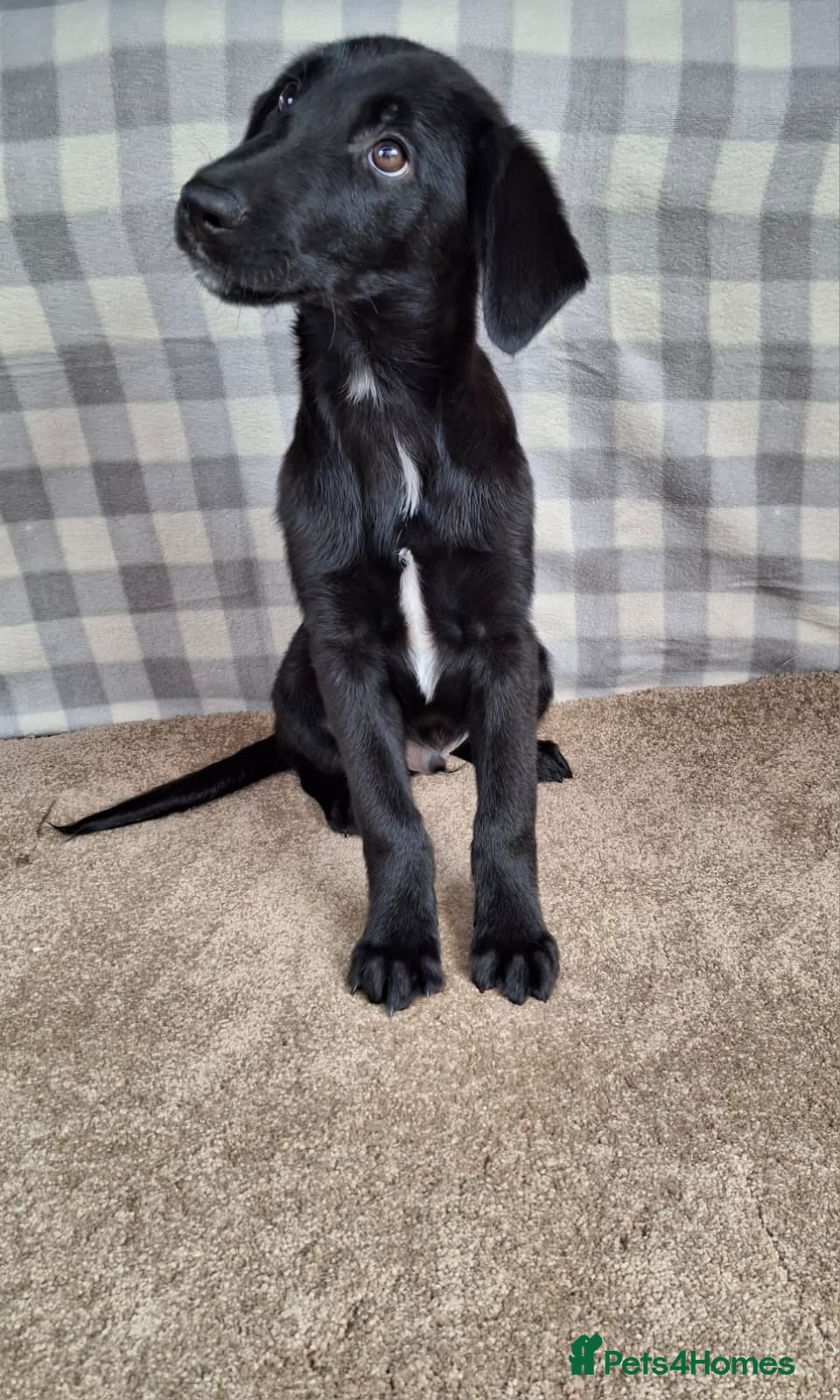 Mixed Breed dogs Flatcoat retriever x border collie - Advert 2