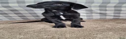 Mixed Breed dogs for sale: Flatcoat retriever x border collie - Advert 2