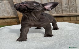 French Bulldog dogs for sale: Miss White X Kastro  - Image 15