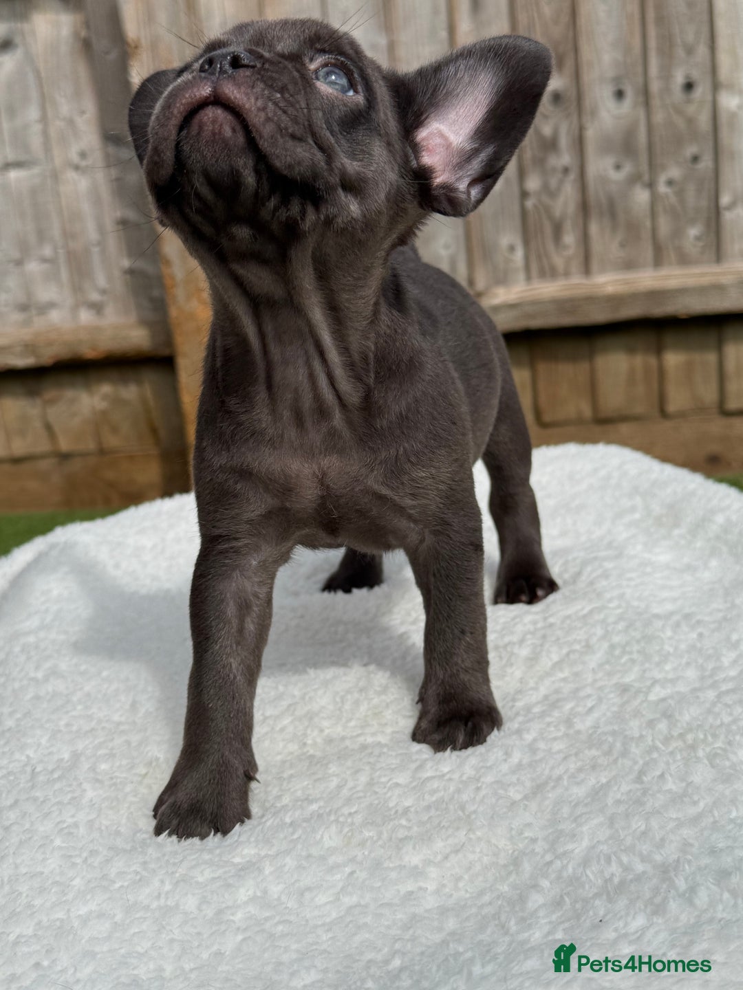 French Bulldog dogs for sale: Miss White X Kastro  - Image 15