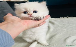 British Longhair cats for sale: 🐾🤩❤️Gold Angels - tiny stars 🐾❤️🐱 - Image 38