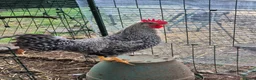 Chickens poultry for sale: Superb Male Chicks For Rehoming. in Dorchester - Advert 8