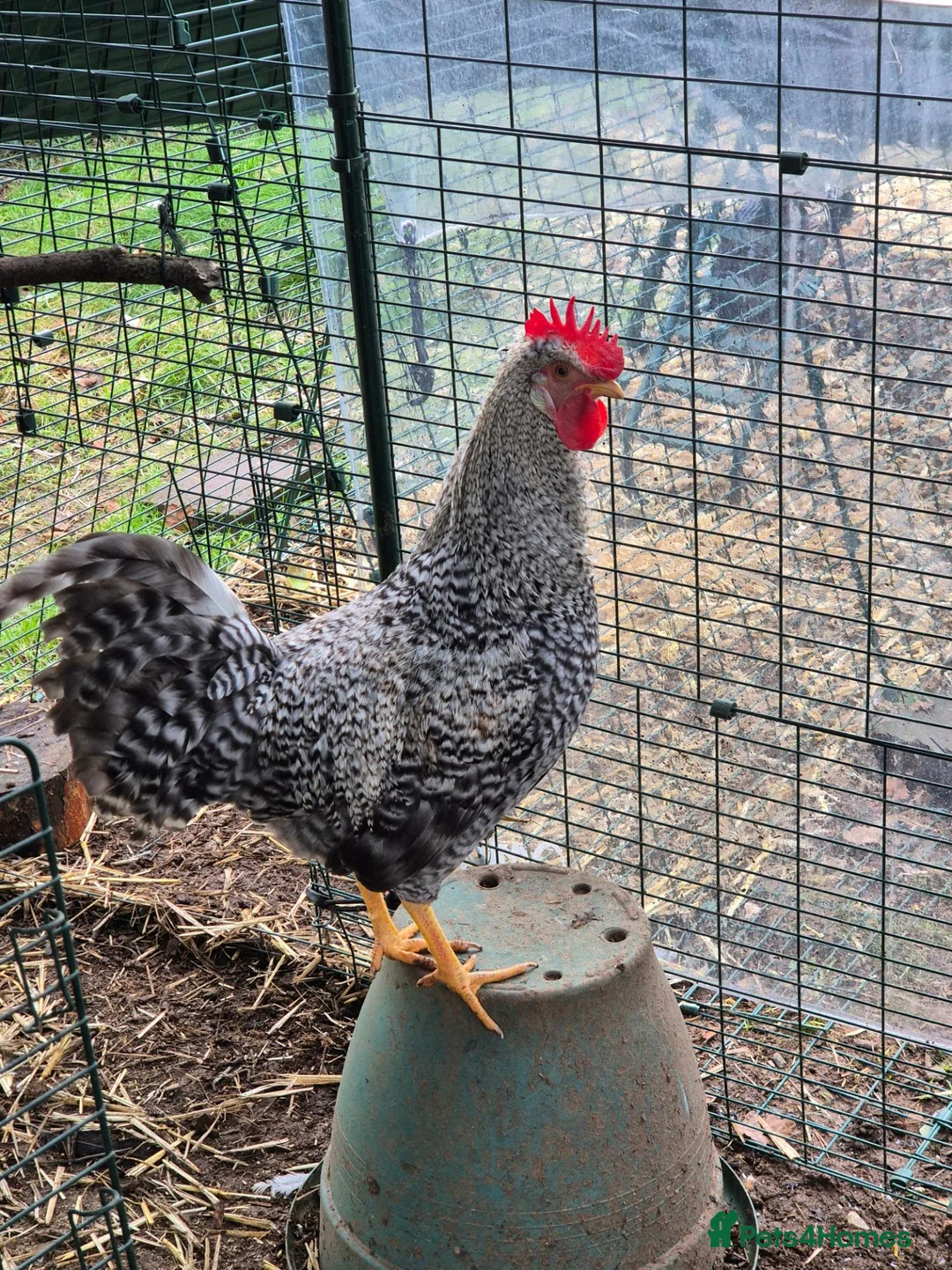 Chickens poultry for sale: Superb Male Chicks For Rehoming. in Dorchester - Advert 8