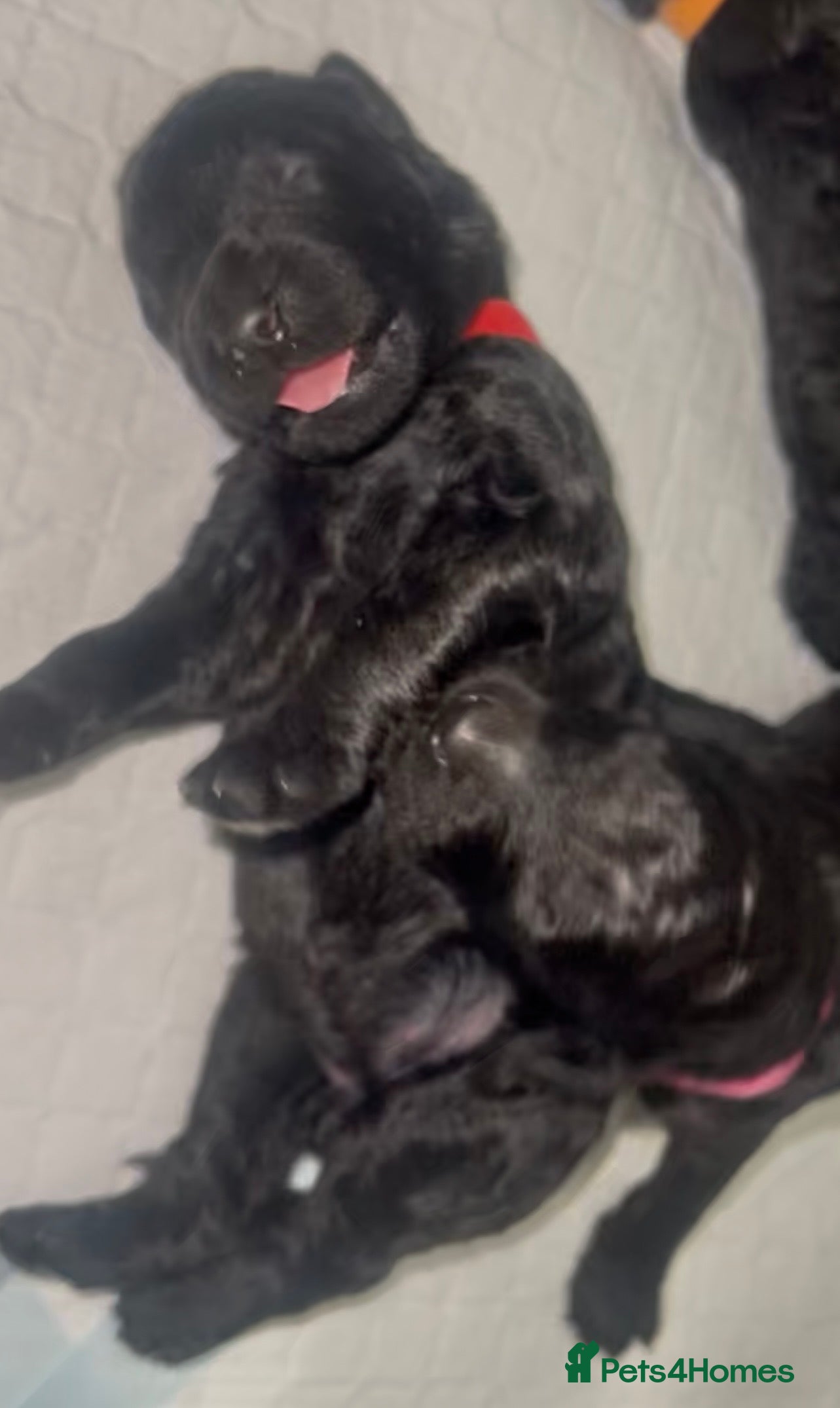 Standard Poodle dogs Puppy Prelisting - Advert 2