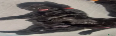 Scarlett (red collar) 
