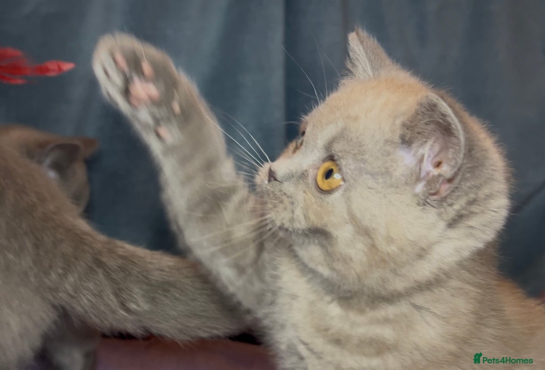 British Shorthair cats for sale: Blue & Fawn Boys & Girls - Image 12