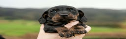 Miniature Dachshund dogs for sale: Beautiful Miniature Dachshund Puppies  - Advert 2