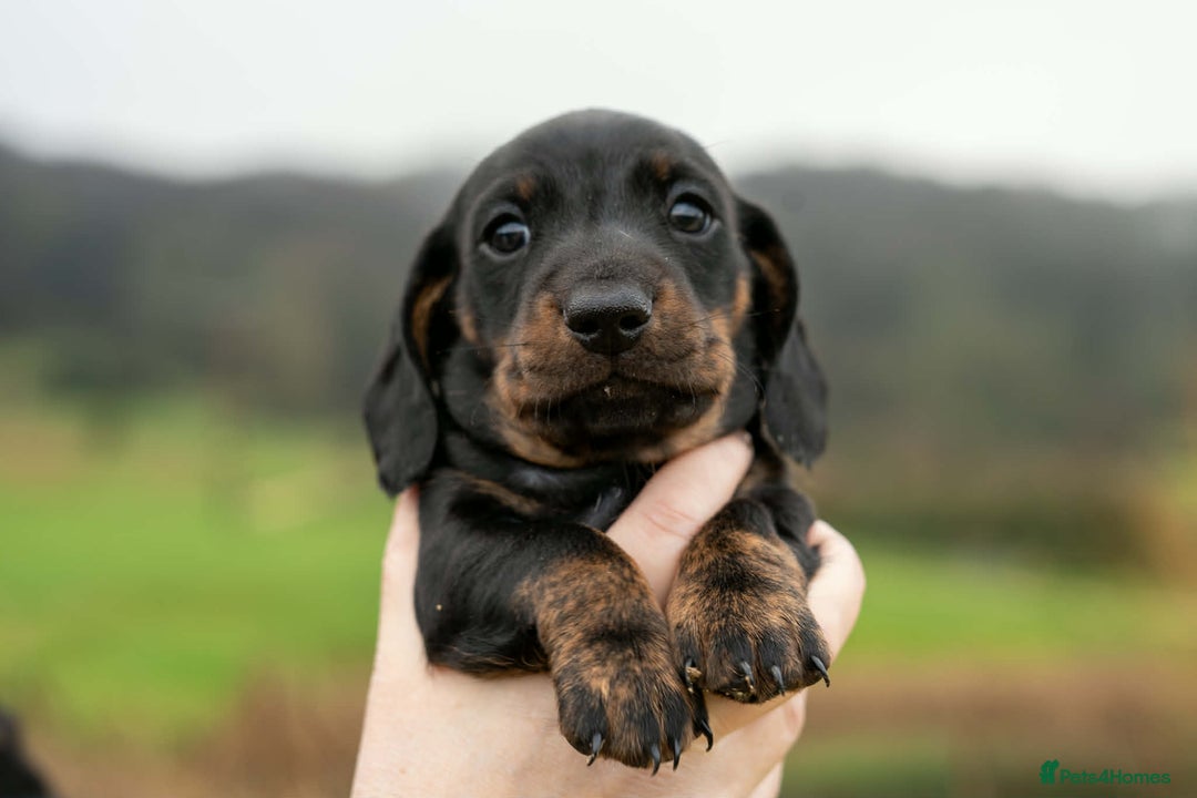 Miniature Dachshund dogs for sale: Beautiful Miniature Dachshund Puppies  - Advert 2