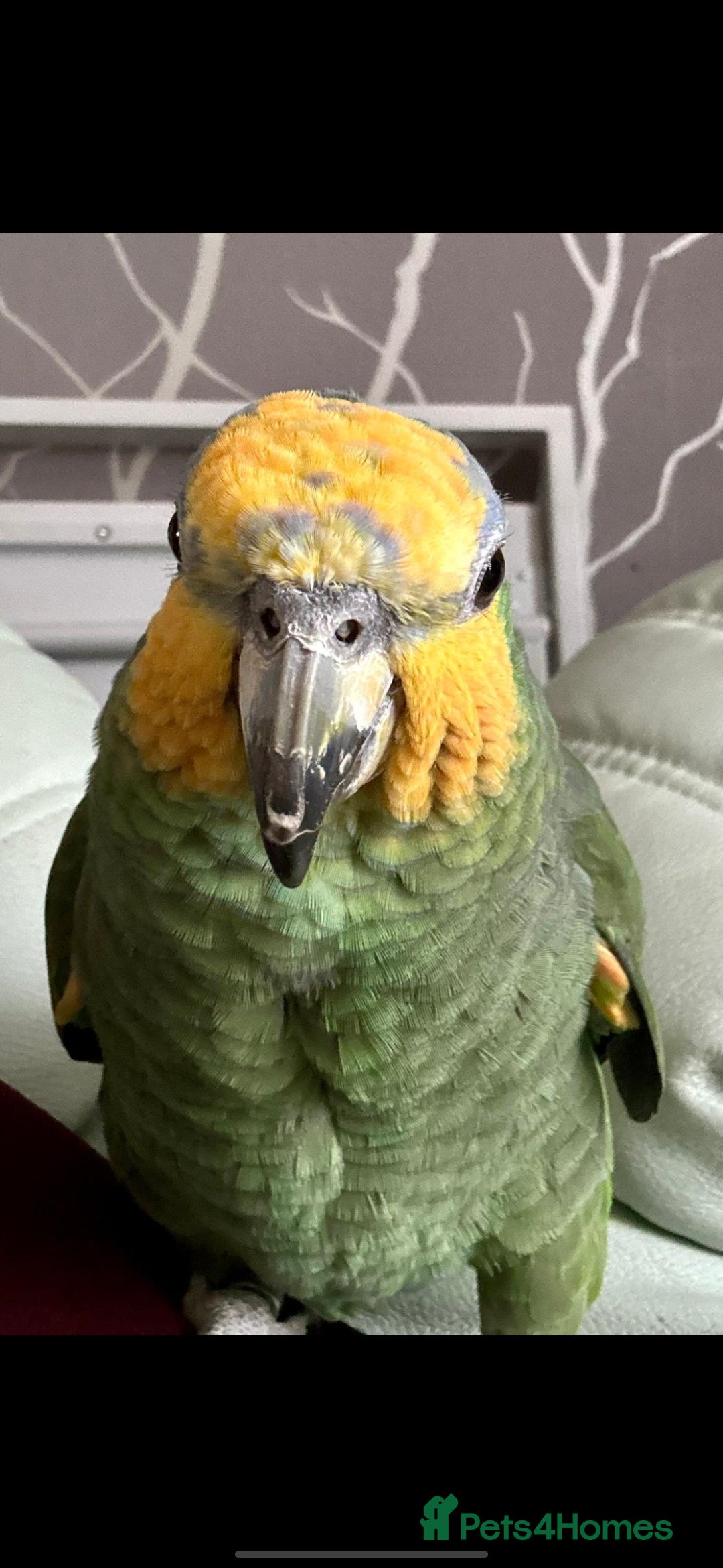 Parrots birds for sale: Amazon orange tailed - Image 3