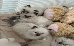 Ragdoll cats for sale: Seal Mitted Ragdoll babies, 4 girls 1 boy - Image 24