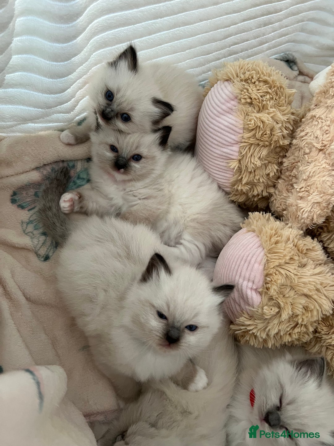 Ragdoll cats for sale: Seal Mitted Ragdoll babies, 4 girls 1 boy - Image 24