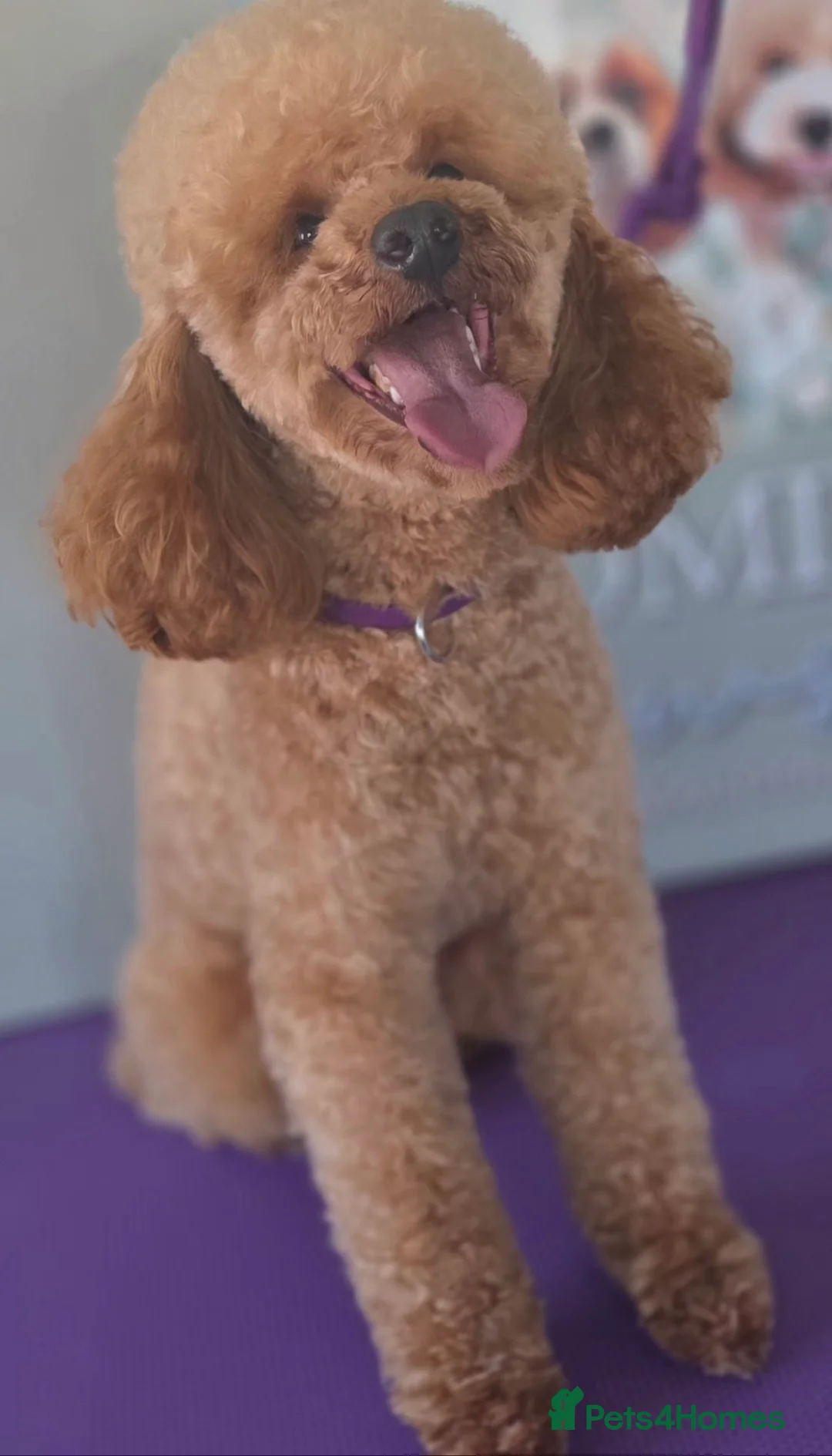Toy Poodle dogs for sale: Toy poodle adult male  - Advert 2