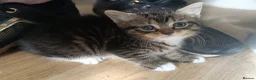 Mixed Breed cats for sale: Litter of four gorgeous kittens  in Norwich - Advert 5