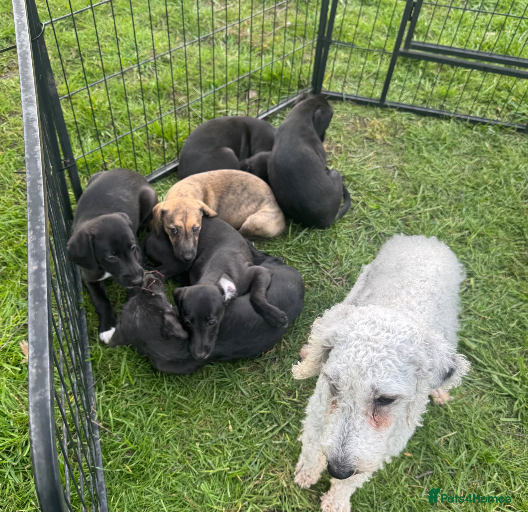Mixed Breed dogs Beddy whippet puppies for sale. Ready now - Advert 1