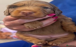 Miniature Dachshund dogs for sale: 3 Beautiful miniature longhair dachshund puppies - Image 11