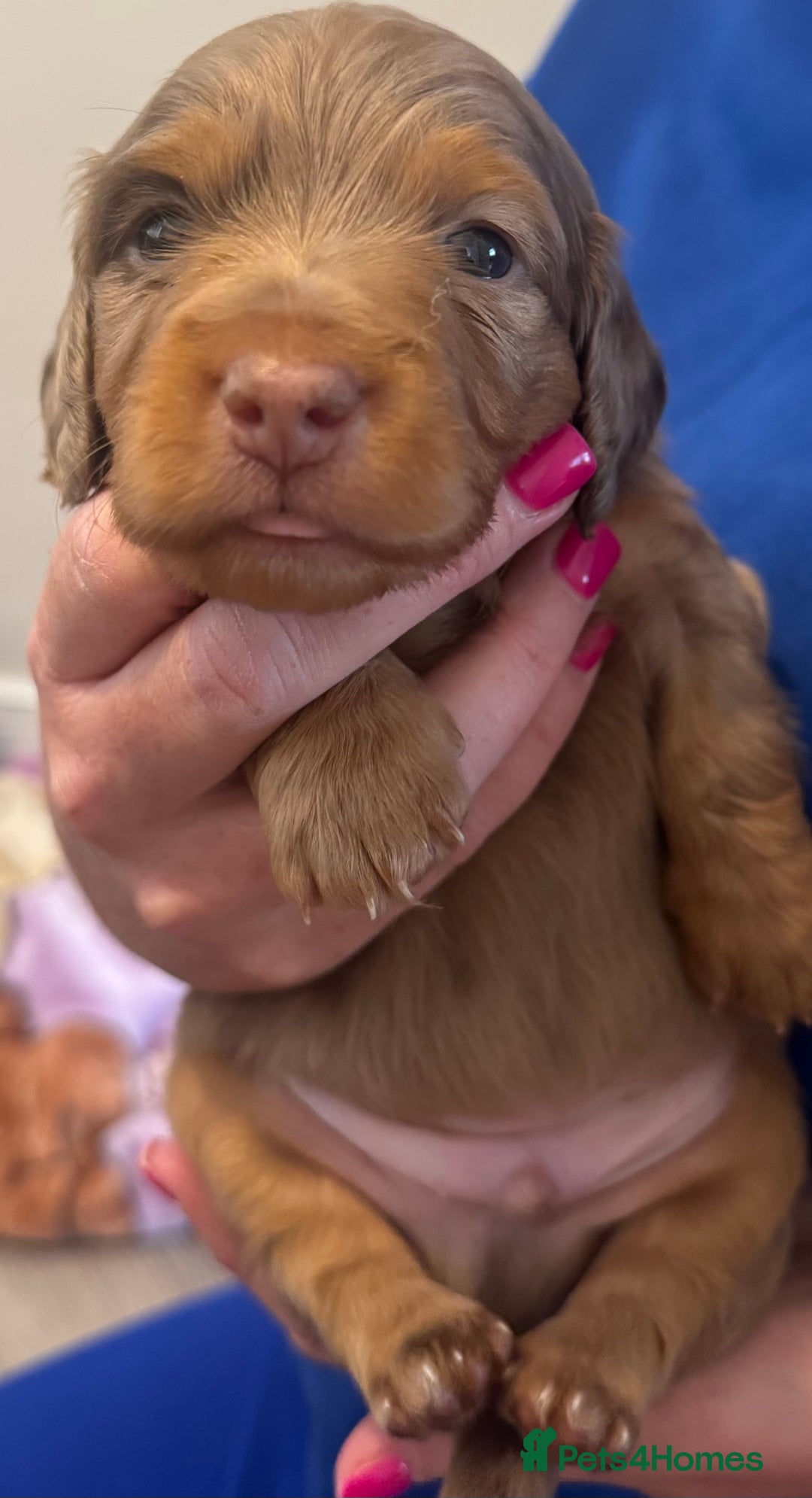 Miniature Dachshund dogs for sale: 3 Beautiful miniature longhair dachshund puppies - Image 11