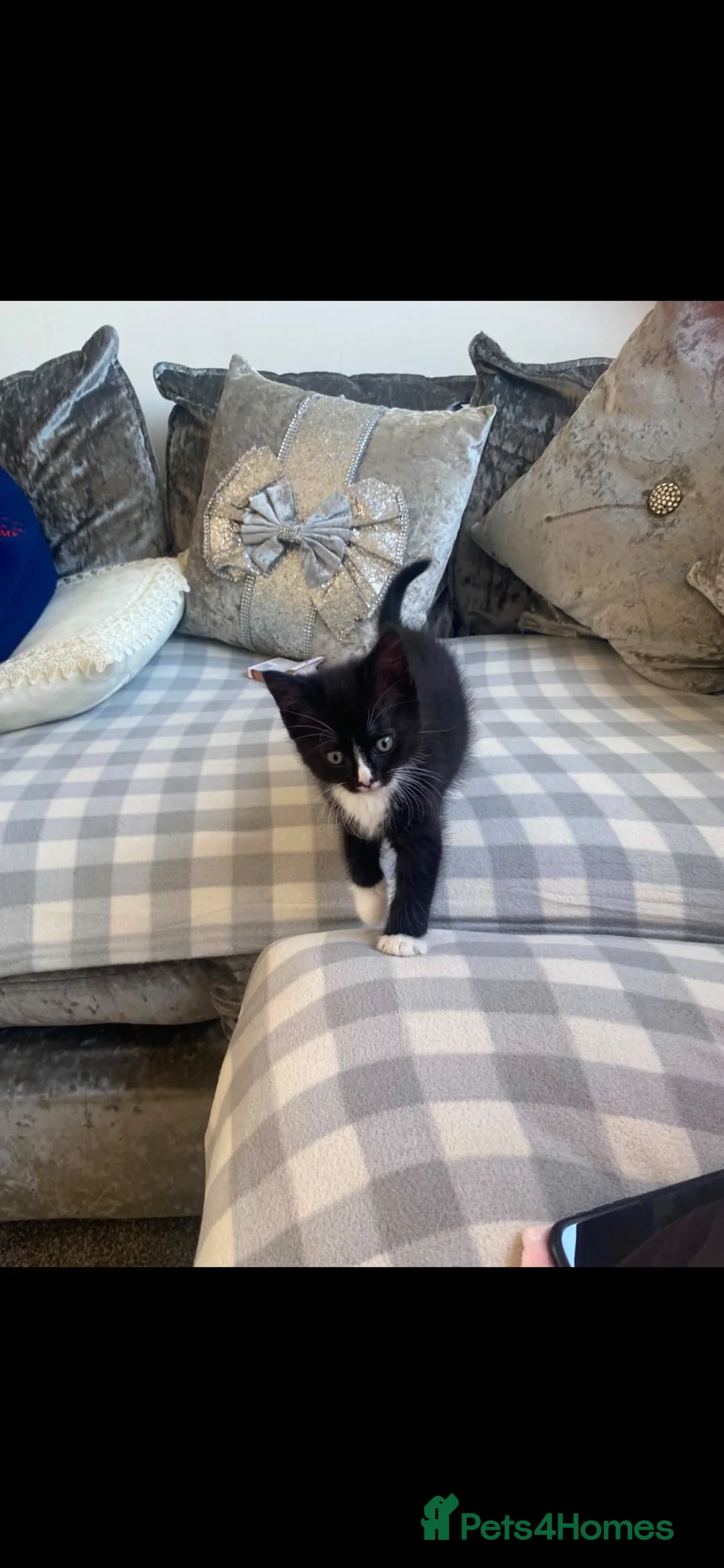 Mixed Breed cats for sale: Kitten  in Peterhead - Advert 2