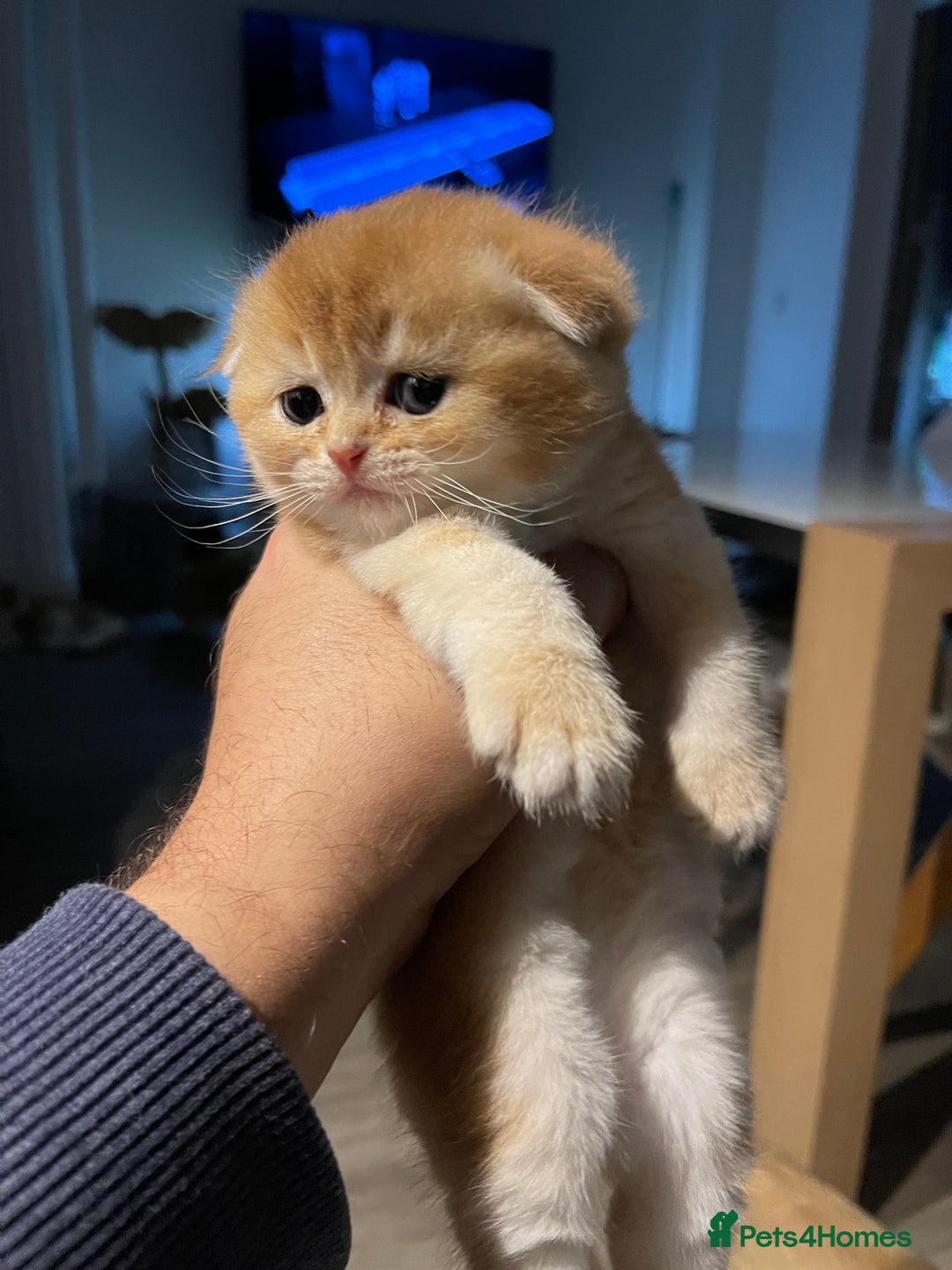 Scottish Fold cats for sale: LUXURY GOLDEN CHINCHILLA  SCOTTISH FOLD KITTENS - Advert 11
