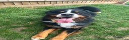Bernese Mountain Dog dogs for stud: Handsome KC-Registered Bernese Mountain Dog  - Advert 11
