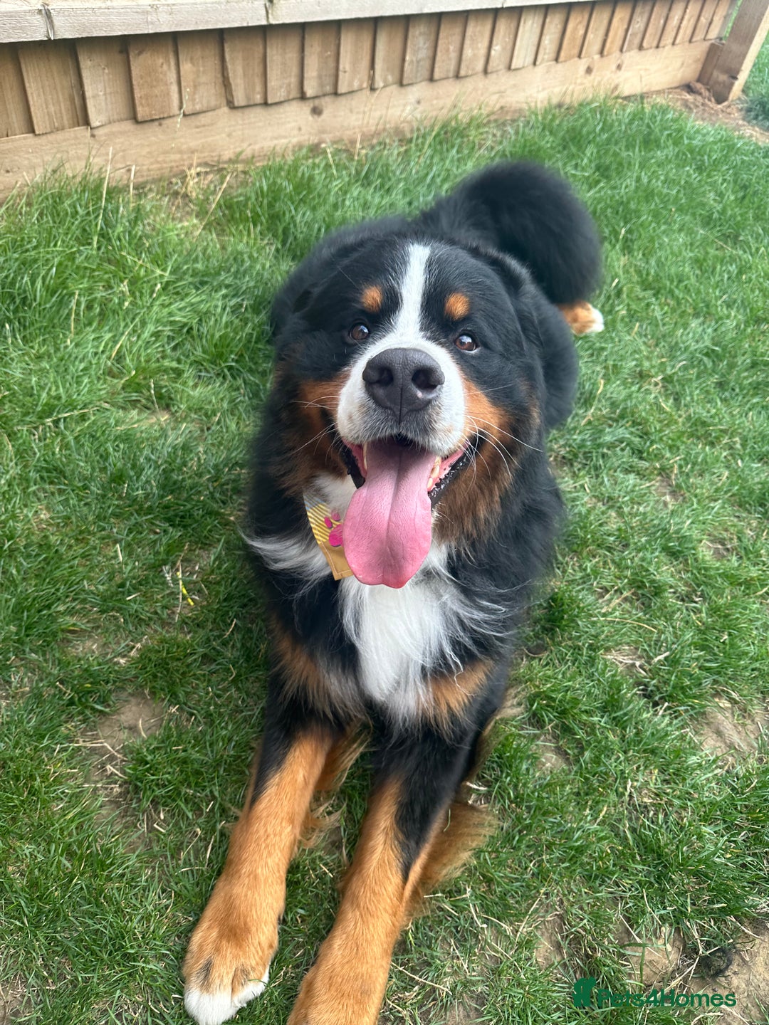 Bernese Mountain Dog dogs for stud: Handsome KC-Registered Bernese Mountain Dog  - Advert 11