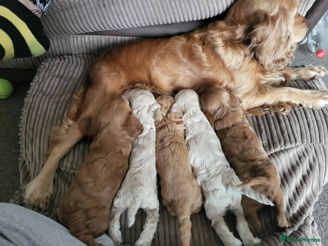 Cockapoo dogs for sale: Absolutely stunning golden cockapoo boy - Advert 2