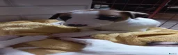 Whippet dogs for sale: 4 beautiful KC whippet puppies! - Advert 4