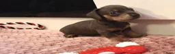 Miniature Dachshund dogs for sale: Beautiful miniature dachshund puppies  in Liverpool - Advert 12