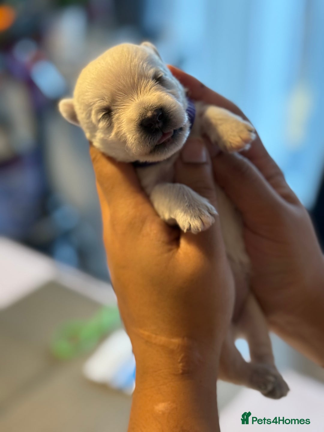 West Highland Terrier dogs for sale: West Highland Terrier Puppies for Loving Homes - Image 18