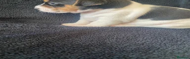 Jack Russell 3