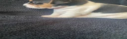 Jack Russell dogs for sale: Stunning litter of jackrussels  - Advert 7